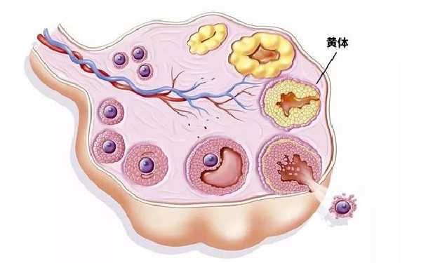 胚胎胶是什么样子的？移植后用了胚胎会不游走马上着床吗？
